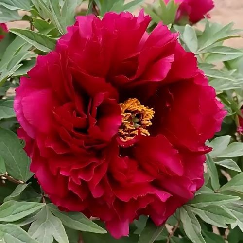 Black Tree Peony