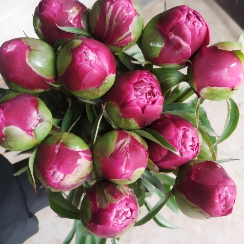 Frische geschnittene Blumen