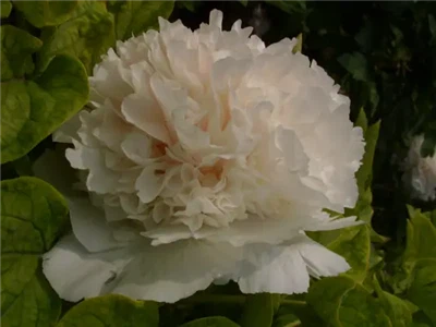 Eigenschaften und Anbaumanagement der Zwergpfingstrose „Bai Xueta“.