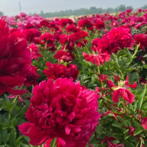 35c5eb92-b545-49a7-a833-791e043d241b 35c5eb92-b545-49a7-a833-791e043d241b