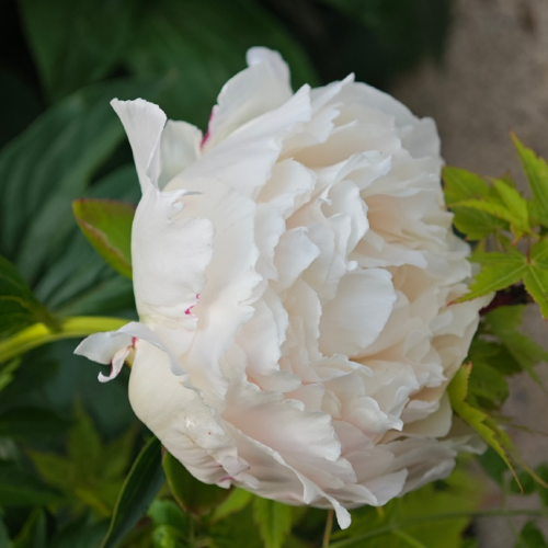 product-500-500 product-500-500