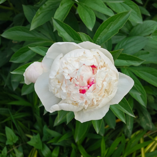 product-500-500 product-500-500