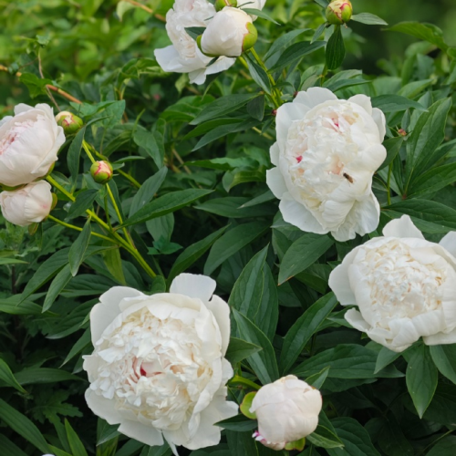 product-500-500 product-500-500