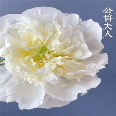 Herzogin Pfingstrose