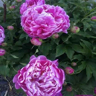 Schlüsselpunkte für das Pflanzen von Pfingstrosen im Herbst im Boden