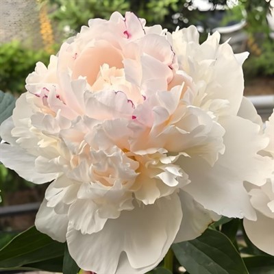 Shirley Temple Pfingstrose